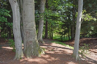 gorgeous forest