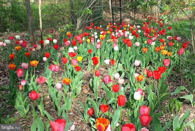 20830 Peach Tree Rd, Dickerson, MD 20842 - photo 6