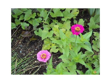 Yard/Garden.