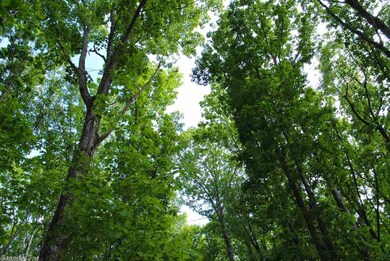 12641 Oak Grove Rd, Winslow, AR 72959 - photo 6