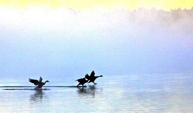 Geese