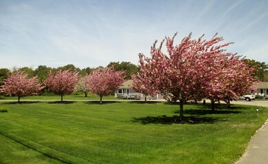 Cherry Trees