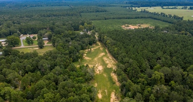 Bird's eye view of a forest
