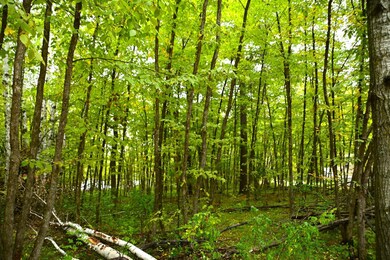 Lot 27 Block 7 Oak Dr, Moran Township, MN 56438 - photo 4