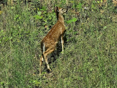 00 Trimont Mountain Rd, Franklin, NC 28734 - photo 5