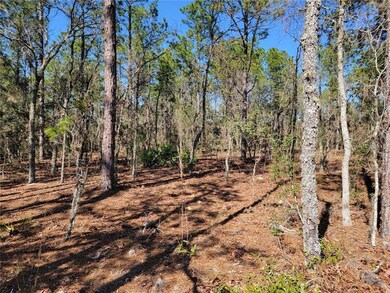 Inside wooded lot