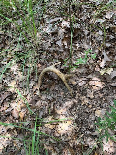 View of undeveloped land