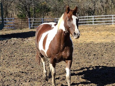 36055 Cedar View Dr, Whitney, TX 76692 - photo 4