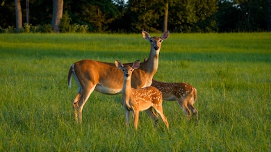 1577 County Road 431, Tennessee Colony, TX 75861 - photo 3