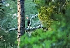 Woodpecker