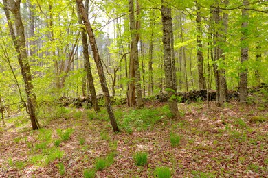 Nicely wooded