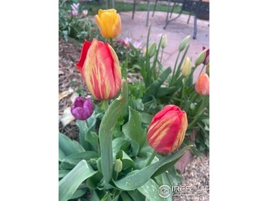 1111 Utica Cir, Boulder, CO 80304 - photo 4