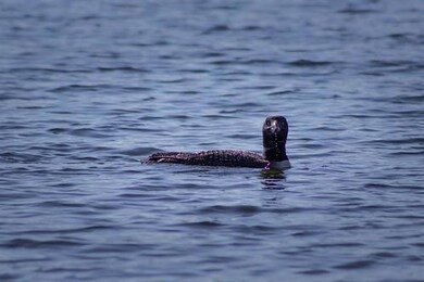 loon