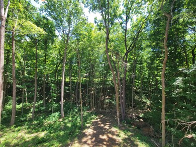 Mature hardwoods in the back yard
