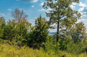 Tract 5 Mc 8025, Peel, AR 72668 - photo 4