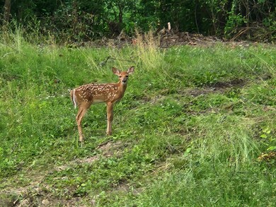 2245 15th Dr, Adams, WI 53934 - photo 4