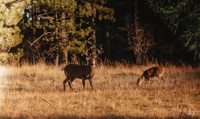 TBD Boles Rd, Cottonwood, ID 83552 - photo 5