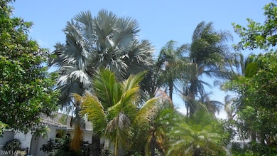 Mature palms in front yard.