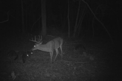 XX Narvaez Trail, Crawfordville, FL 32327 - photo 7