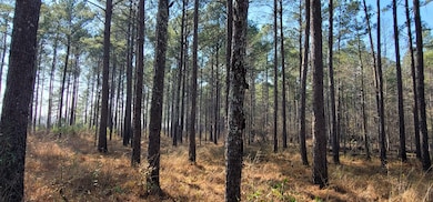 1071 Cox Rd, Dawson, GA 39842 - photo 2