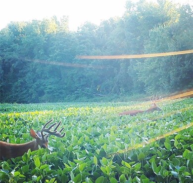 0 Barger Rd, Posey Township, IN 47024 - photo 6