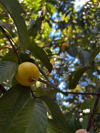 0 S Opae St unit 725854, Pahoa, HI 96778 - photo 5