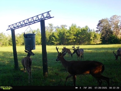 5000 NW Little Cat Rd, Madison, FL 32340 - photo 4