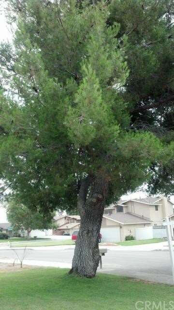 Beautiful mature trees in this front yard and thro