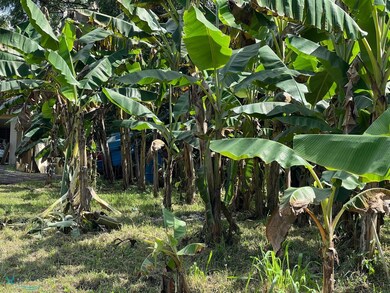 Sembradios de platanos