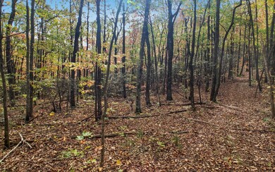 Additional View