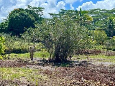 Looking toward front corner of property at a guava tree