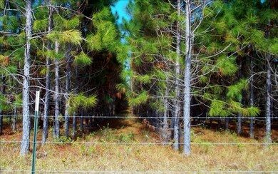 1357 SW Wilson Springs Rd, Fort White, FL 32038 - photo 2