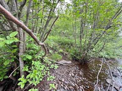 View of local wilderness