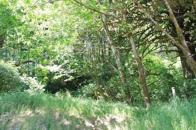 22000 Wilson River Hwy, Tillamook, OR 97141 - photo 5