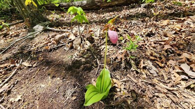11 & 17 Tara Dr unit 2-3, Asheville, NC 28806 - photo 7