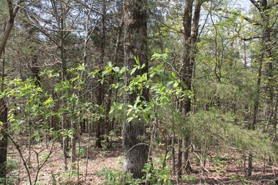 Woods