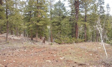 More Forest