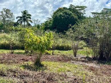 A young bamboo clump planted for future privacy