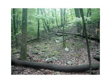 GENTLE SLOPING LOT TO STREAM. ABUNDANT  LAUREL, AN