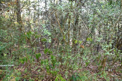 Lot 3 Cedar Ct, Plantersville, TX 77363 - photo 6