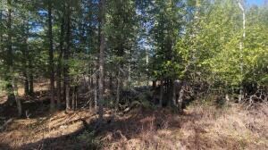 woods2