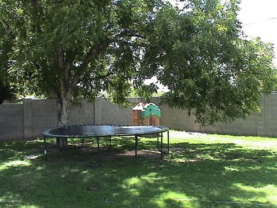Grassy Backyard