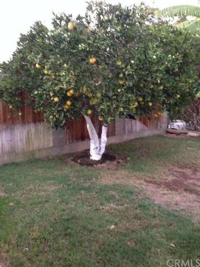 Orange tree