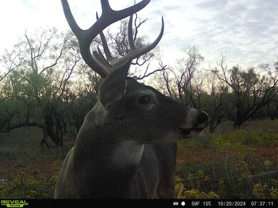 14437 County Road 421, Merkel, TX 79536 - photo 7