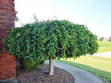 211 Eagles Bluff Ct, Shepherdsville, KY 40165 - photo 6