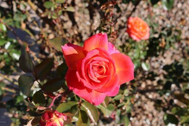 IMG_0560