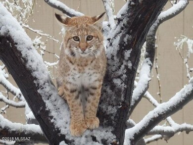 Bob Cat Treed