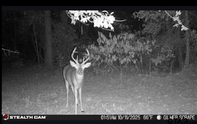 TBD Stag Rd, Gilmer, TX 75644 - photo 3