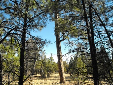 3 Lot 76 Juniper