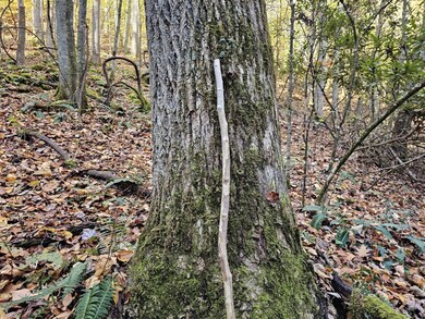 0 Black Oak Rd, Rock, WV 24747 - photo 7